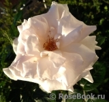A Whiter Shade Of Pale A Whiter Shade Of Pale