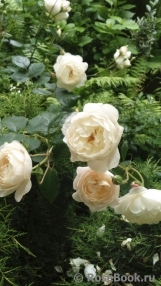Desdemona Desdemona