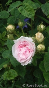 Blanche fleur Blanche fleur