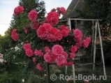 Rosarium Uetersen Rosarium Uetersen