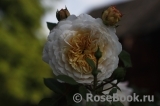 Crocus Rose® Crocus Rose®