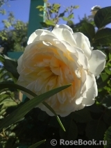 Crocus Rose® Crocus Rose®