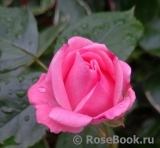 Rosali 83 ® Rosali 83 ®