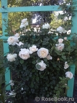 Crocus Rose® Crocus Rose®