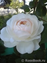 Crocus Rose® Crocus Rose®