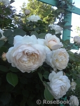 Crocus Rose® Crocus Rose®
