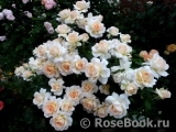 Chandos Beauty Chandos Beauty