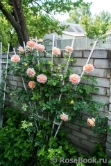 Abraham Darby Abraham Darby