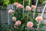 Abraham Darby Abraham Darby