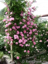 Zephirine Drouhin Zephirine Drouhin