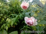 A Shropshire Lad A Shropshire Lad