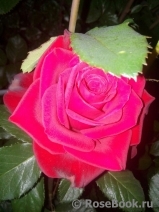 Red Magic Red Magic