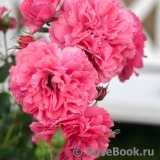 Rosarium Uetersen Rosarium Uetersen