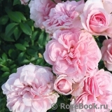 Home & Garden Home & Garden