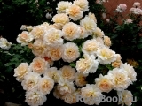 Chandos Beauty Chandos Beauty
