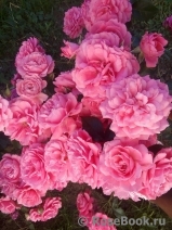 Rosarium Uetersen Rosarium Uetersen