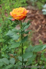 Rose Giardino di Boboli Rose Giardino di Boboli