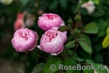 The Alnwick Rose The Alnwick Rose