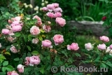 The Alnwick Rose The Alnwick Rose