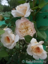 Crocus Rose® Crocus Rose®