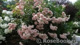Mini Eden Rose Mini Eden Rose