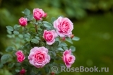 Starlet®-Rose Eva® Starlet®-Rose Eva®