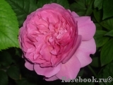 Princess Alexandra of Kent Princess Alexandra of Kent