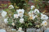 Crocus Rose® Crocus Rose®