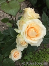 Peach Avalanche+ Peach Avalanche+