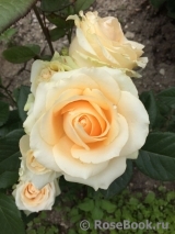 Peach Avalanche+ Peach Avalanche+