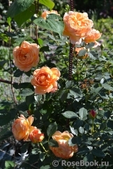 Lady of Shalott Lady of Shalott
