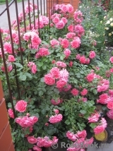 Rosarium Uetersen Rosarium Uetersen