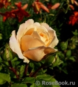 Crocus Rose® Crocus Rose®