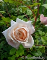 Crocus Rose® Crocus Rose®