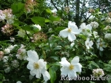 Rosa laevigata 'Cooperi' Rosa laevigata 'Cooperi'