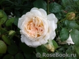 Crocus Rose® Crocus Rose®