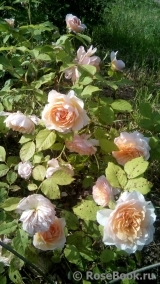 Grace® Grace®