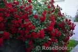 Scarlet Meillandecor Scarlet Meillandecor