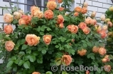 Lady of Shalott Lady of Shalott