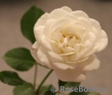 Wedding Rose ® Wedding Rose ®