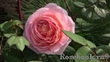 Abraham Darby