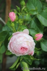 Hans Gonewein Rose Hans Gonewein Rose