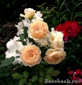 Crown Princess Margareta® Crown Princess Margareta®