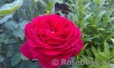 Johann Wolfgang von Goethe Rose® Johann Wolfgang von Goethe Rose®