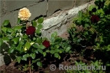Black Baccara Black Baccara