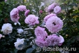 Kordes' Rosenfaszination ® Kordes' Rosenfaszination ®