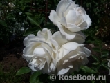 Aspirin Rose Aspirin Rose