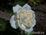Aspirin Rose Aspirin Rose