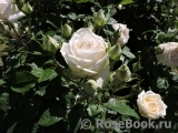 Madame Anisette ® Madame Anisette ®