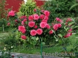 Rosarium Uetersen Rosarium Uetersen